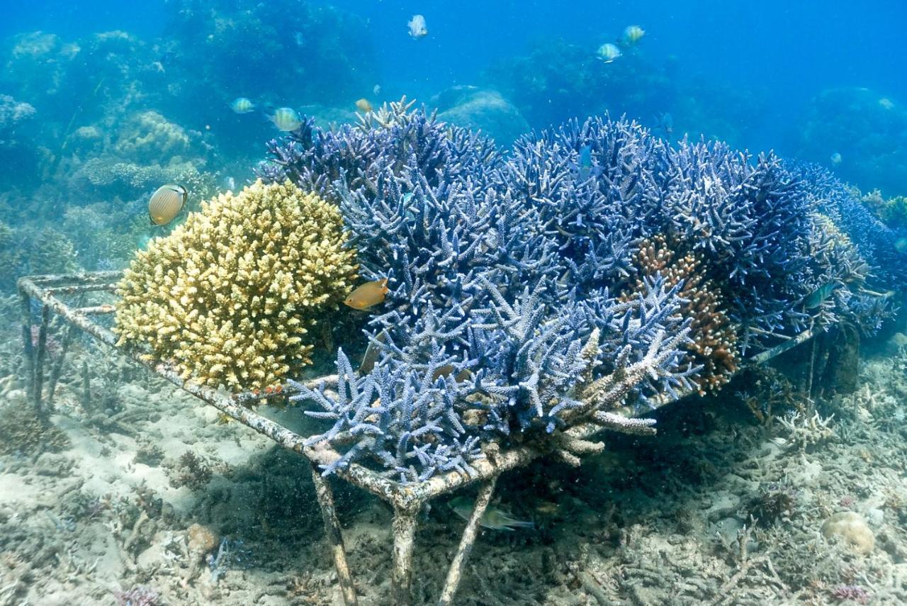 Отель Alam Karang Gili Gede Экстерьер фото