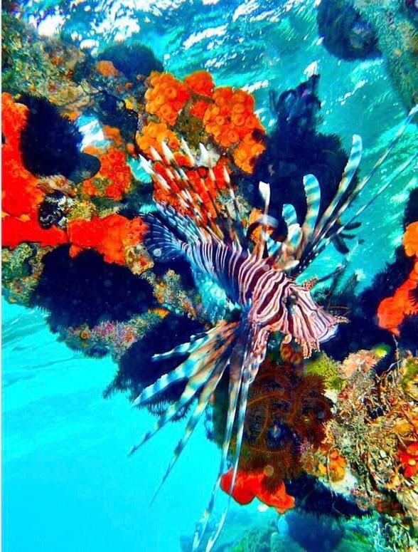 Отель Alam Karang Gili Gede Экстерьер фото